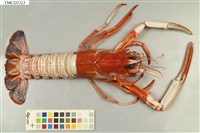 藏品(海神後海螯蝦)的圖片